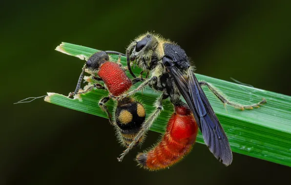 Picture macro, red, pose, the dark background, two, OSA, insect, a blade of grass