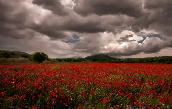 Field, summer, the sky, clouds, trees, landscape, flowers, clouds