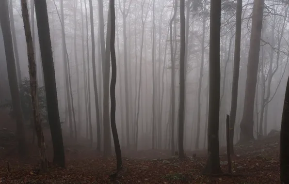 Forest, trees, nature, fog, the darkness, twilight