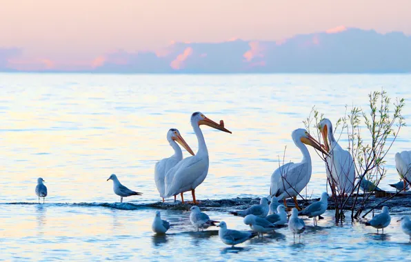 Mountains, birds, shore, seagulls, pack, pond, a flock of birds, pelicans