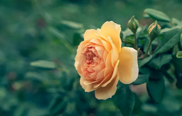 Flower, leaves, flowers, rose, roses, garden, yellow