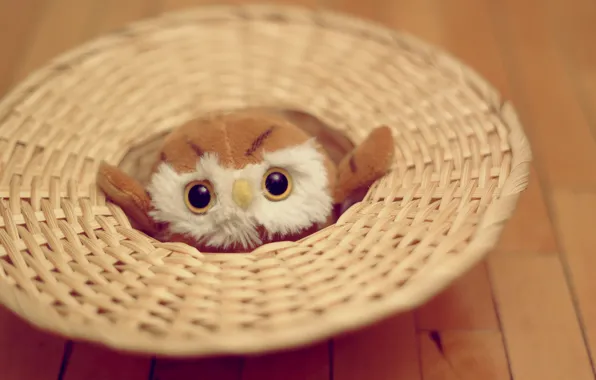 Picture eyes, owl, toy, soft