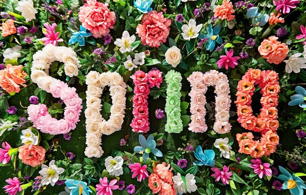 Picture flowers, spring, colorful, flowers, spring
