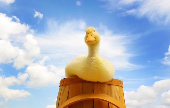 Picture summer, baby, duck, bucket