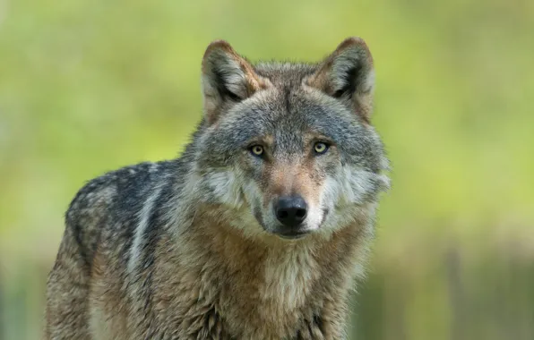 Picture look, face, grey, background, wolf, portrait