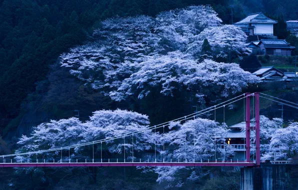 Trees, bridge, spring, the evening, Japan, Sakura, slope, flowering