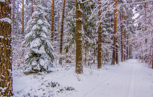 Winter, road, forest, snow