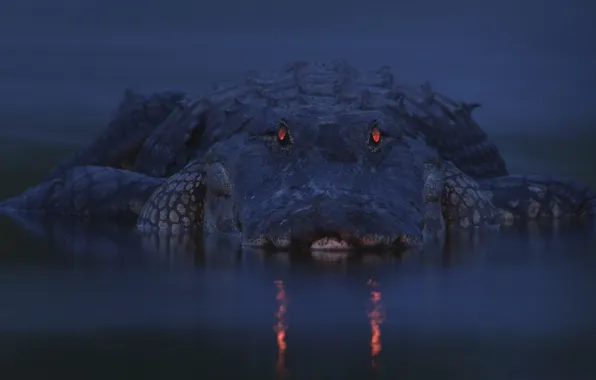 Nature, River, Eyes, Crocodile, Twilight, Alligator, Wild animal, Myakka