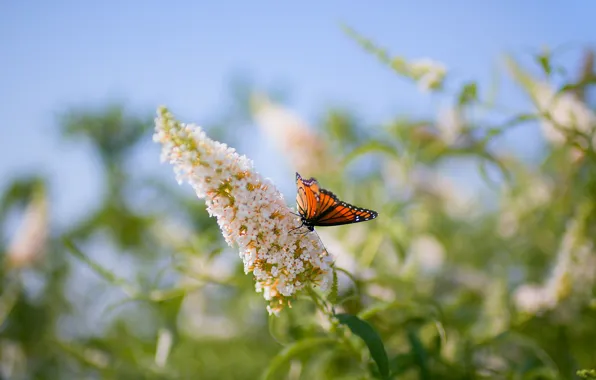 Picture flower, macro, butterfly, plant, blur