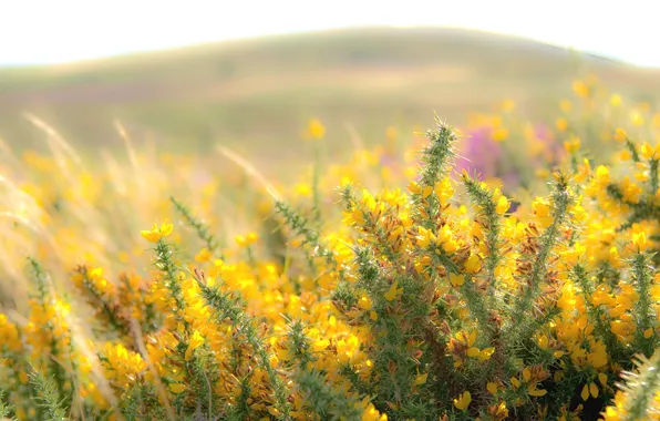 Summer, flowers, nature