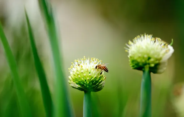 Summer, flowers, nature, bees