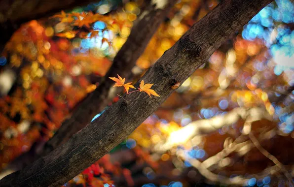 Autumn, leaves, color, the sun, rays, light, branches, nature