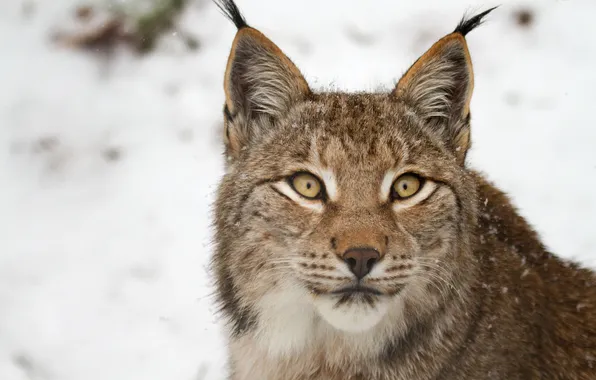Picture cat, look, face, lynx