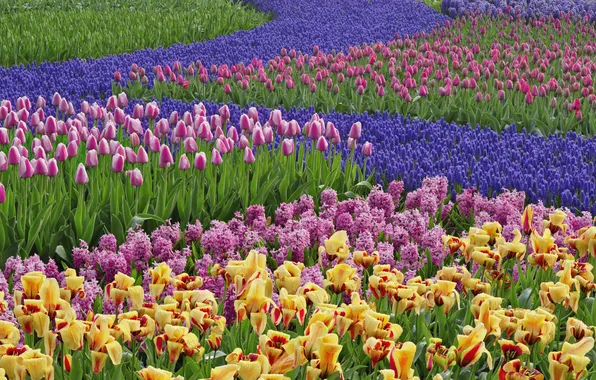 Picture garden, tulips, hyacinths, Netherlands