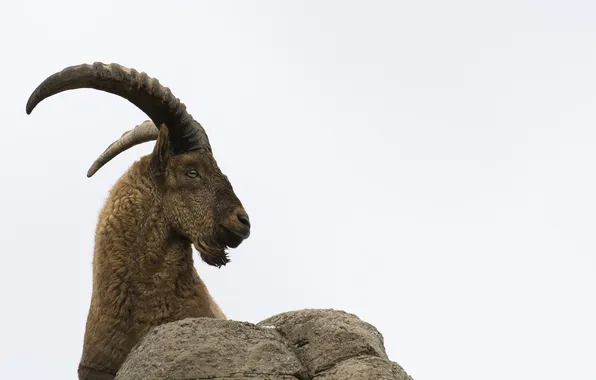 Horns, profile, mountain goat, Western Caucasian Tur