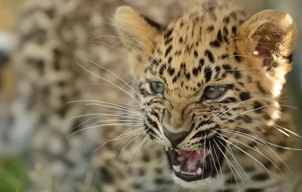Cub, kitty, the Amur leopard, © Anne-Marie Kalus, the far Eastern leopard