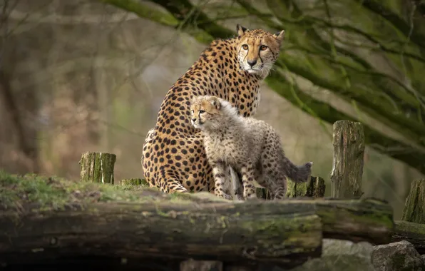 Nature, pose, baby, Cheetah, cub, mom, cheetahs