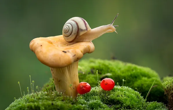 Macro, berries, mushroom, moss, snail, Fox