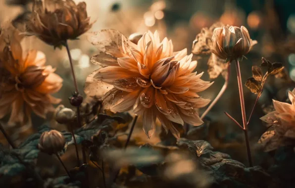 Drops, light, flowers, garden, orange, buds, composition, dahlias