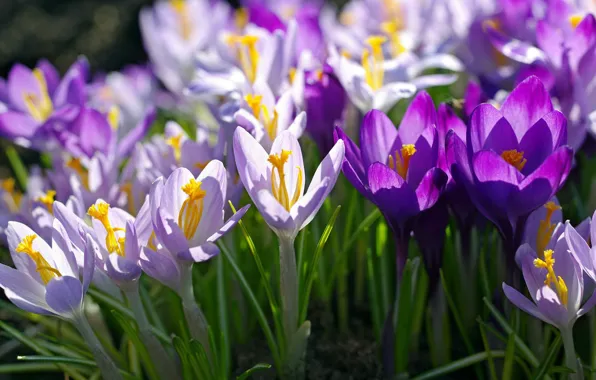 Purple, macro, spring, crocuses, lilac