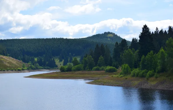 Picture forest, the sky, clouds, trees, landscape, river, shore