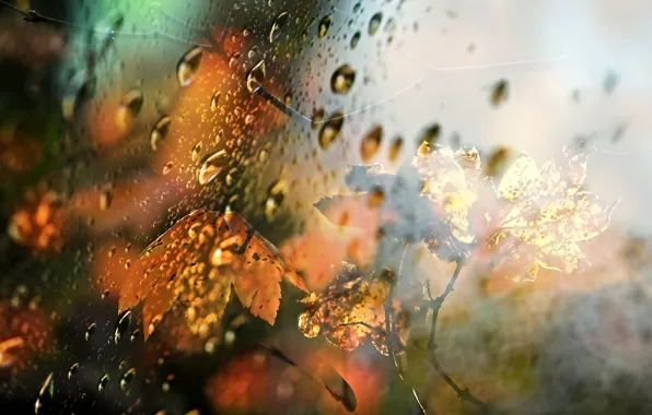 Autumn, glass, leaves, drops