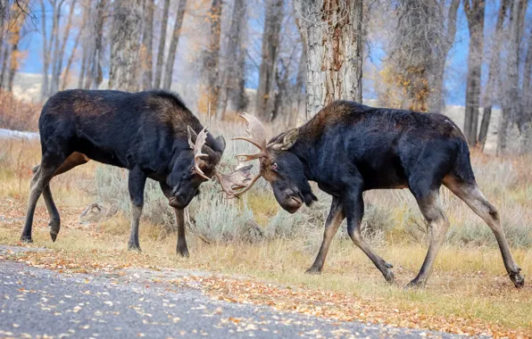 Forest, nature, spring, battle, horns, battle, two, moose