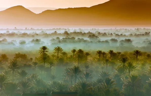 Picture mountains, fog, palm trees, Africa, Morocco