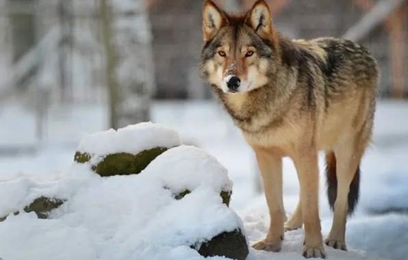 Predator, nature, animal, wolf, wildlife, portrait, portrait., Canis lupus. face