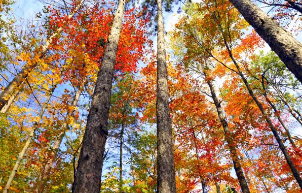 Autumn, leaves, trees, Canada, Ontario, the crimson