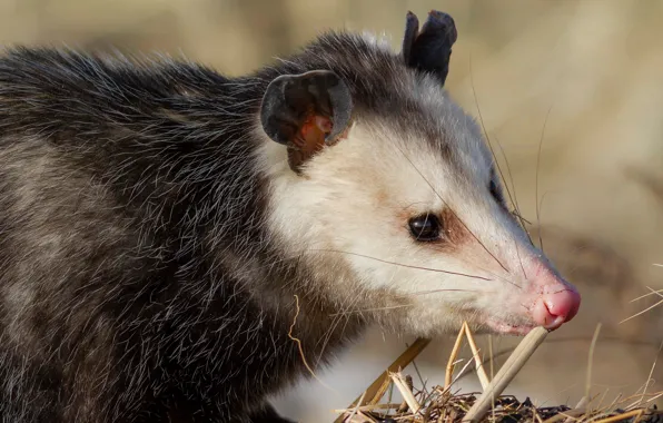 Look, face, background, portrait, nose, animal, possum