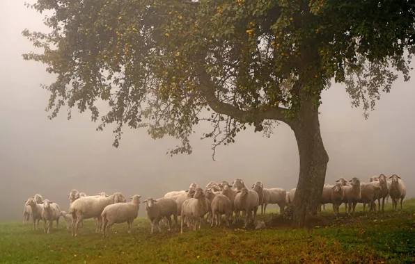 Fog, tree, glade, sheep, pasture, flock