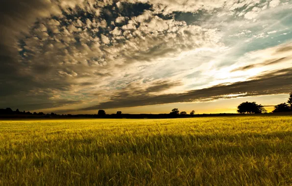 Field, landscape, sunset