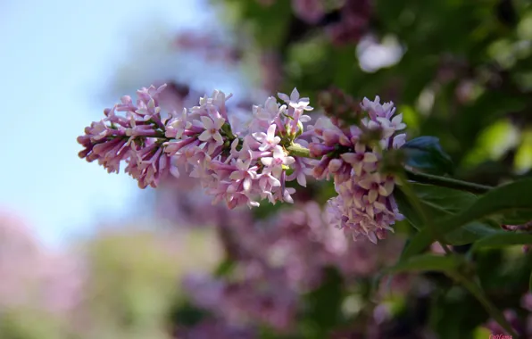 Picture flowers, nature, lilac