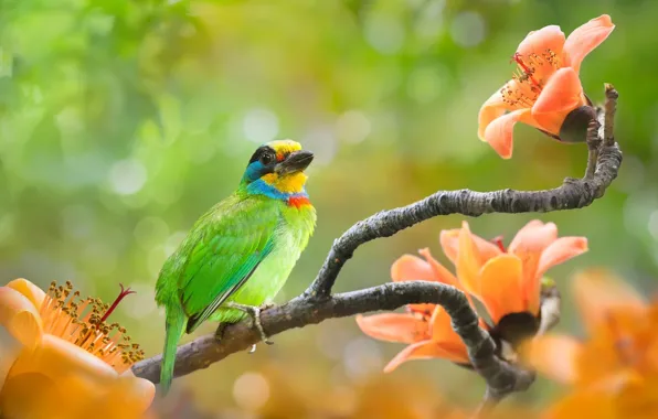 Greens, flowers, branches, nature, background, bird, bokeh