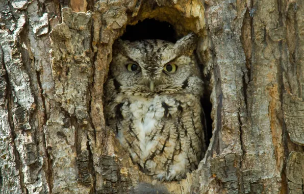 Picture tree, bird, bark, Sunny, owl, the hollow