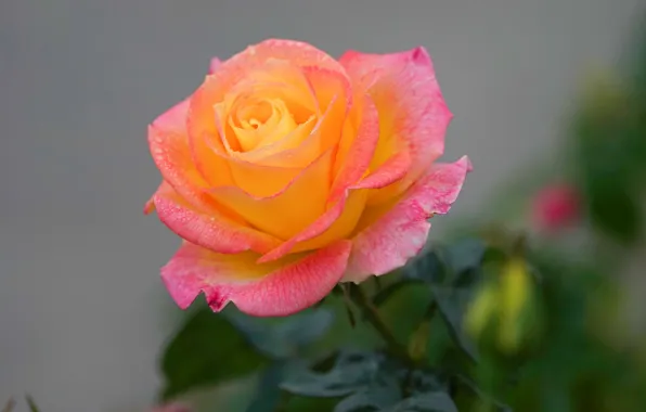 Drops, rose, petals, Bud