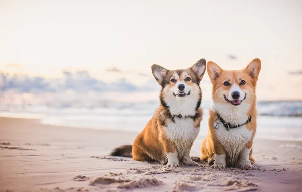Sand, sea, dogs, beach, summer, look, nature, pose
