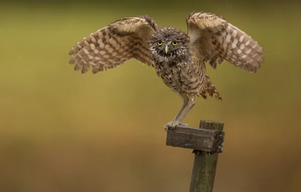 Background, owl, bird, column, owl, wingspan