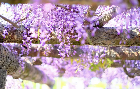 Light, flowers, garden, support, inflorescence, lilac, bokeh, Liana