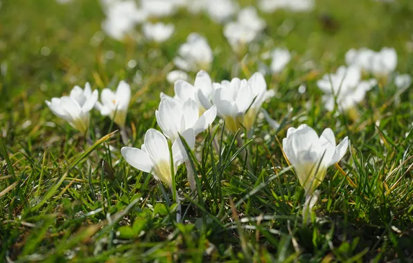 Greens, grass, light, flowers, glade, spring, crocuses, white
