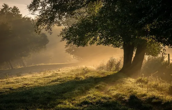Picture trees, nature, fog, morning