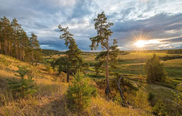 Trees, meadow, pine, Alex Sannikov