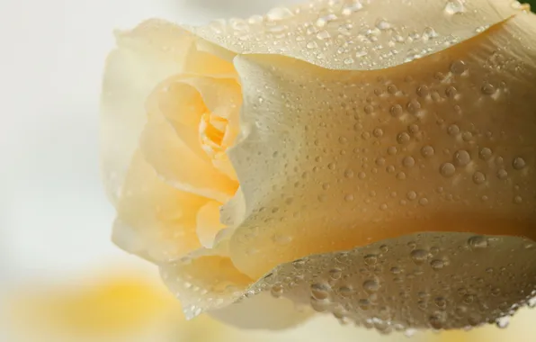 Water, drops, macro, petals, white rose