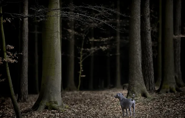 Picture autumn, forest, branches, the darkness, dog, grey