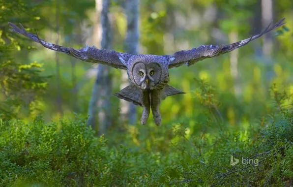 Picture forest, flight, bird, wings, the great grey owl