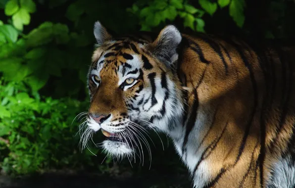 Picture greens, look, face, leaves, light, night, tiger, darkness