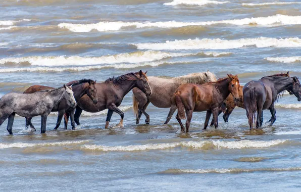 Sea, wave, nature, horses, horse, bathing, pond, a lot