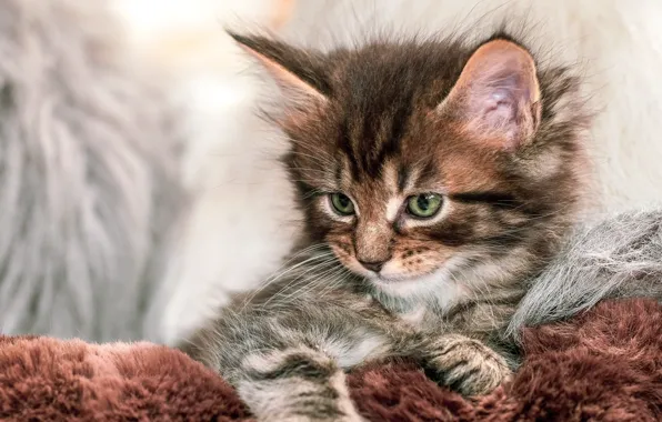 Cat, kitty, fur, face, striped, Maine Coon