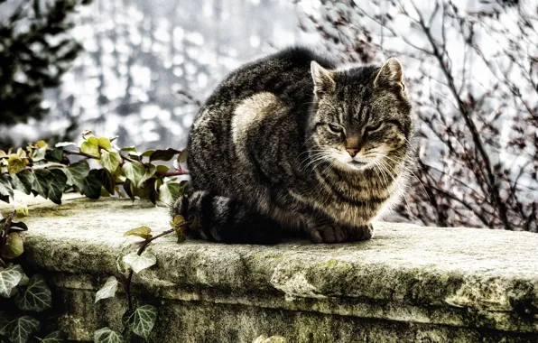 Cat, branches, wall, bokeh